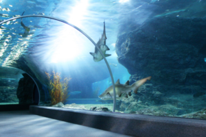 Read more about the article England best aquariums to visit on vacation